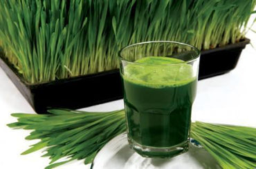 BIO Pšenična trava Green Planet Superfoods 250g - Alternativa Webshop