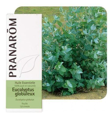 Eterično ulje eukaliptus globulus Pranarom 10ml - Alternativa Webshop