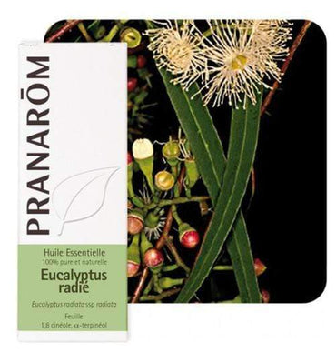 Eterično ulje eukaliptus radiata Pranarom 10ml - Alternativa Webshop